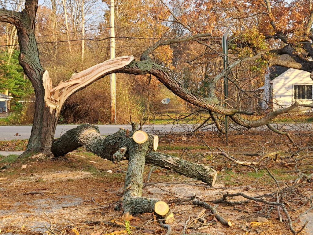 Broken tree with large branches fallen near a road.